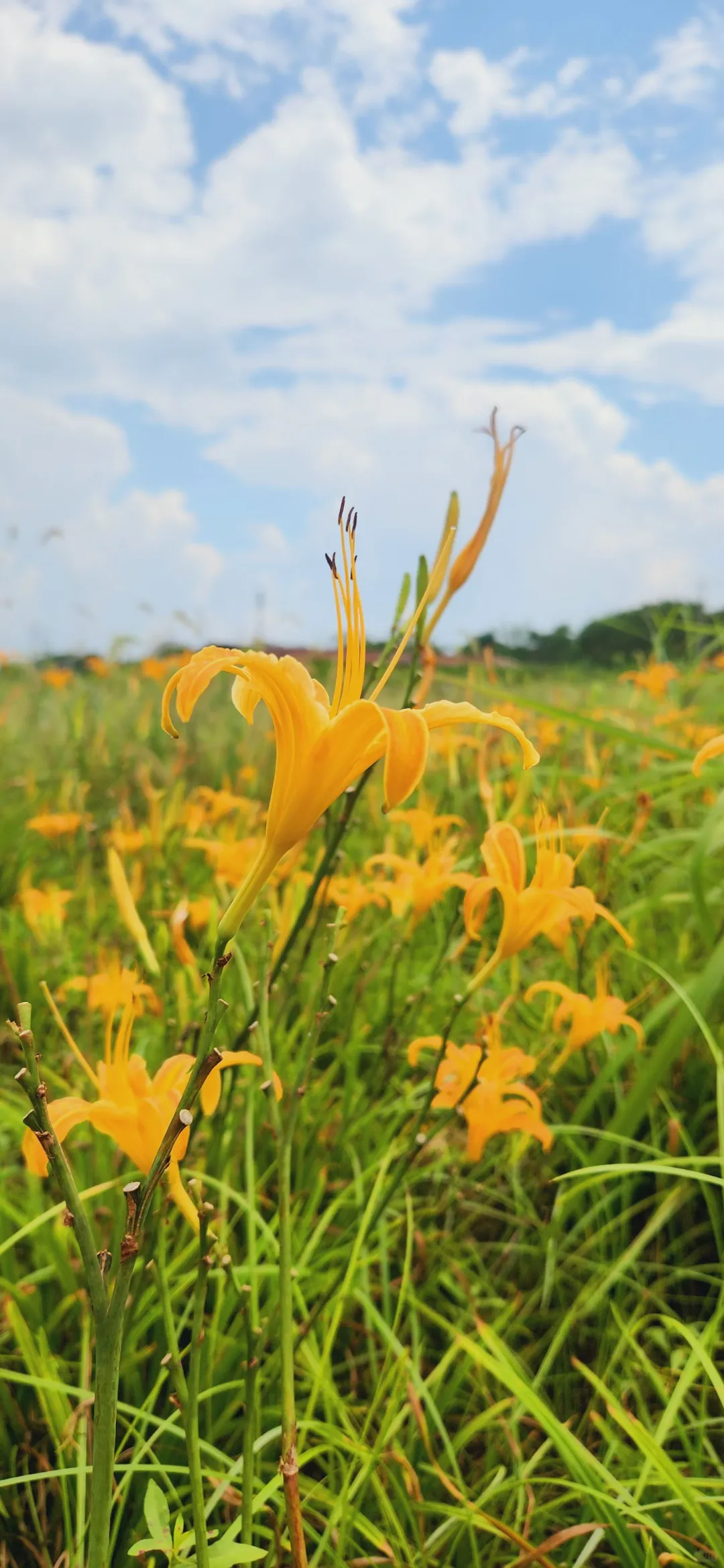 观赏经济作物的价值