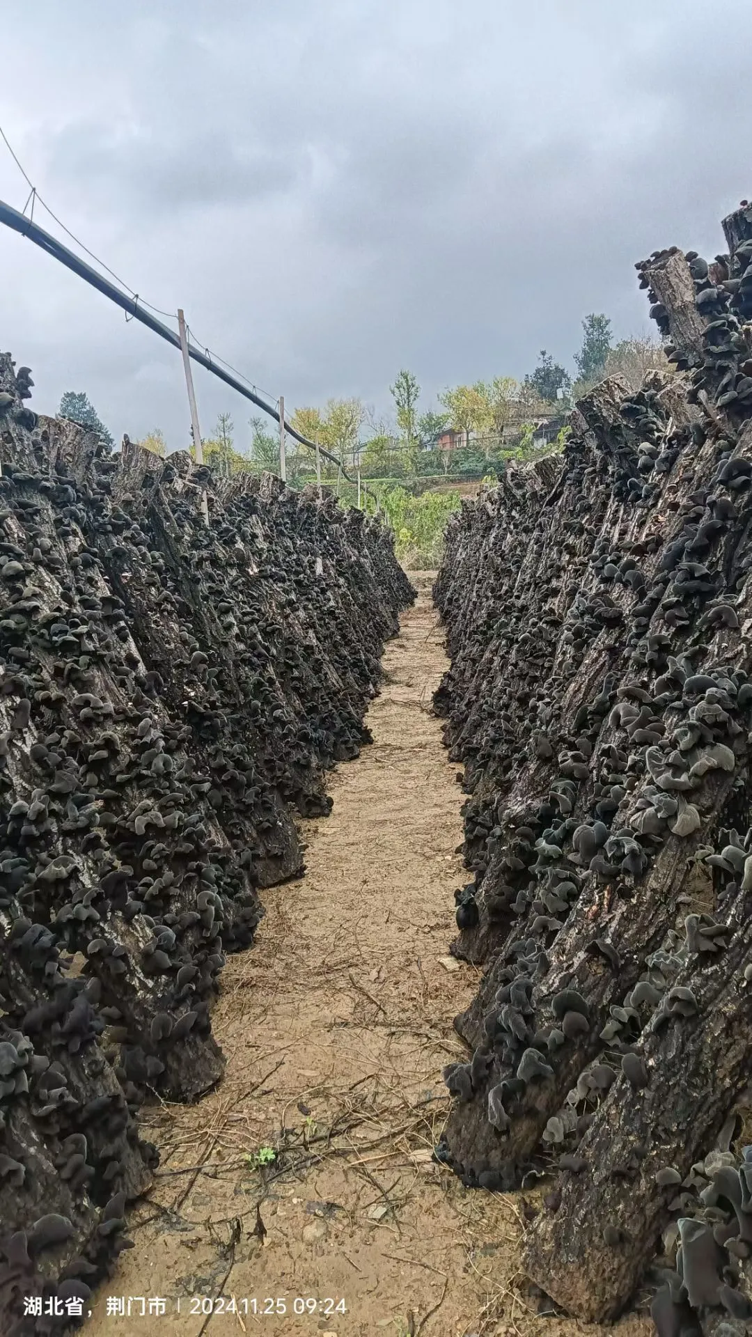 木耳大丰收了！