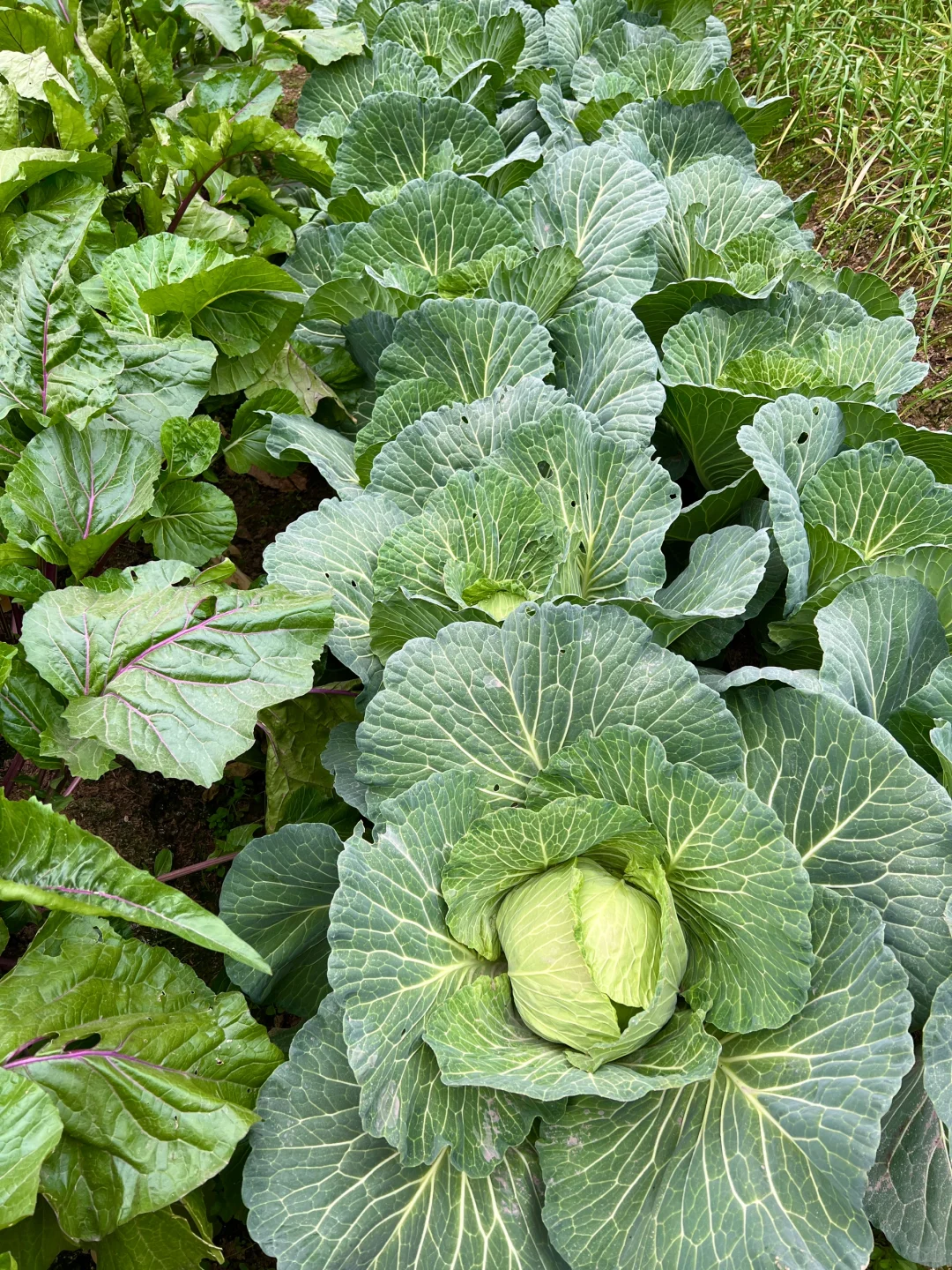 ?补上篇放不下图的冬季蔬菜?