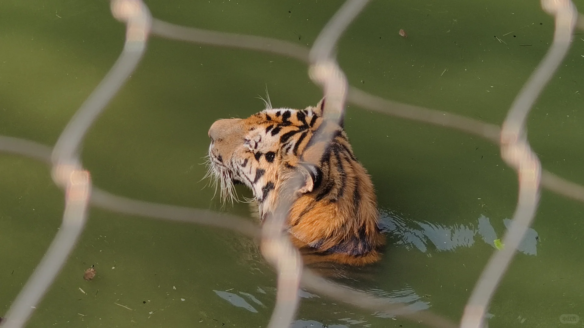 特种兵之杭州动物园