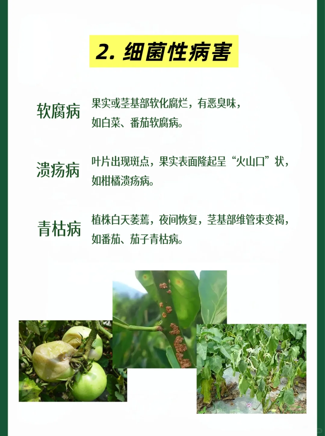 快速识别，蔬菜瓜果常见病虫害类型及案例