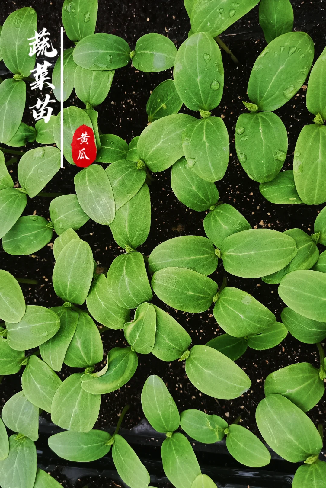 蔬菜苗合集，蔬菜种子播种十天后的样子！