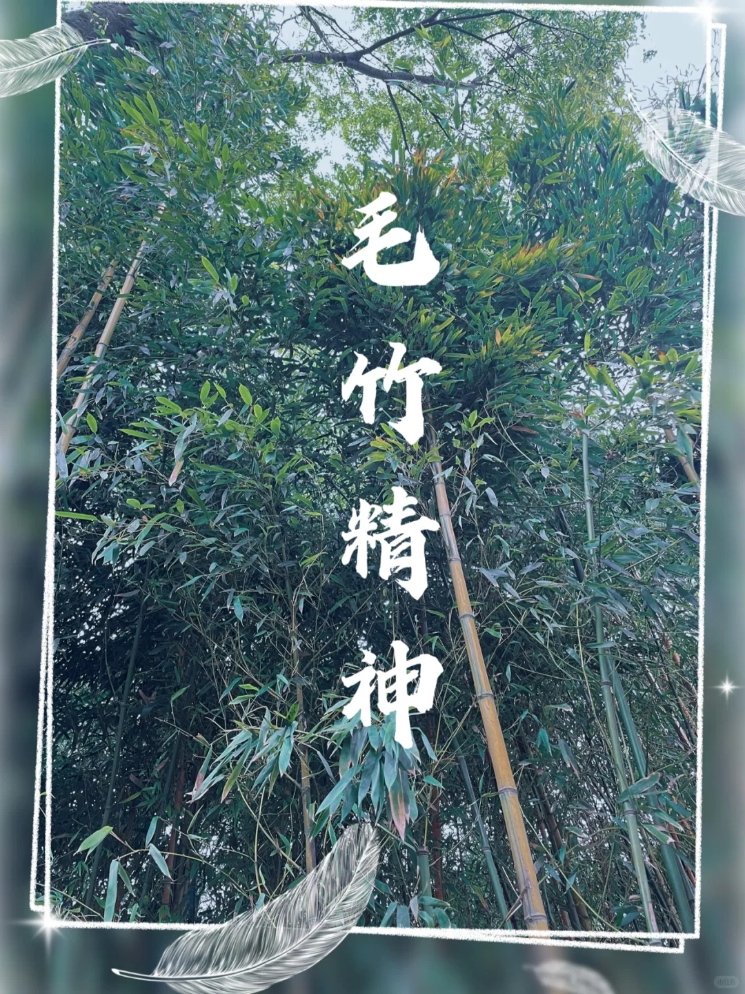 申论作文素材｜毛竹精神：脚踏实地，厚积薄发