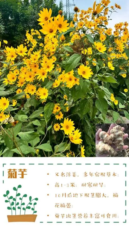 可食花园不可缺少的高颜值蔬菜