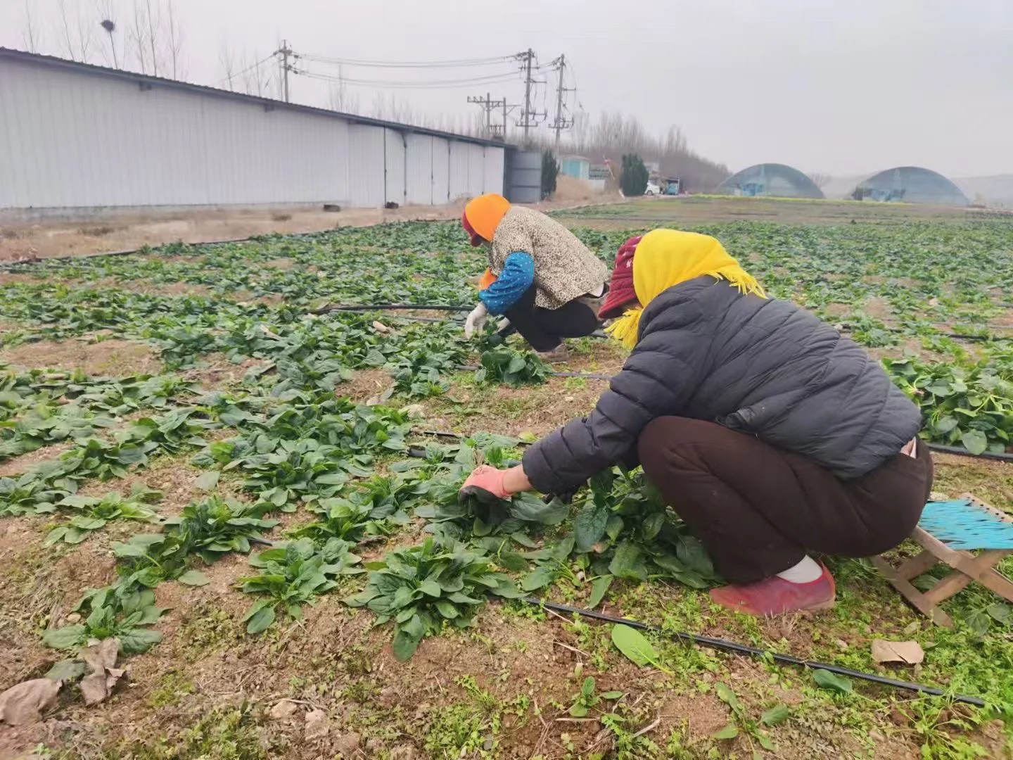 真真正正的自产有机蔬菜
