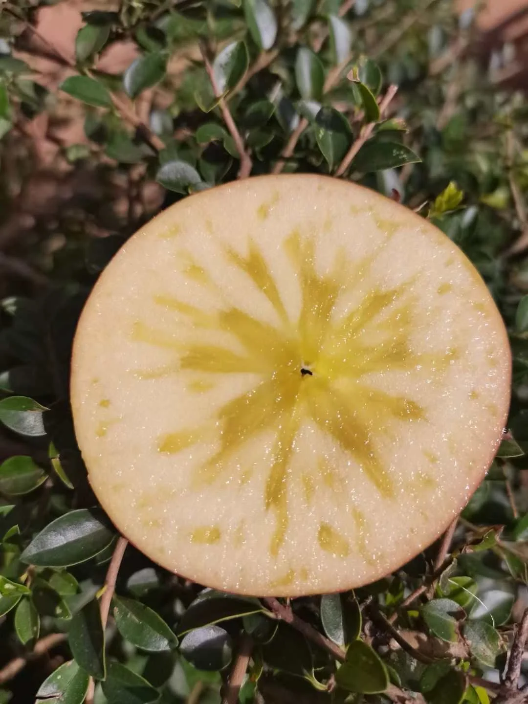 这苹果真的好漂亮啊！