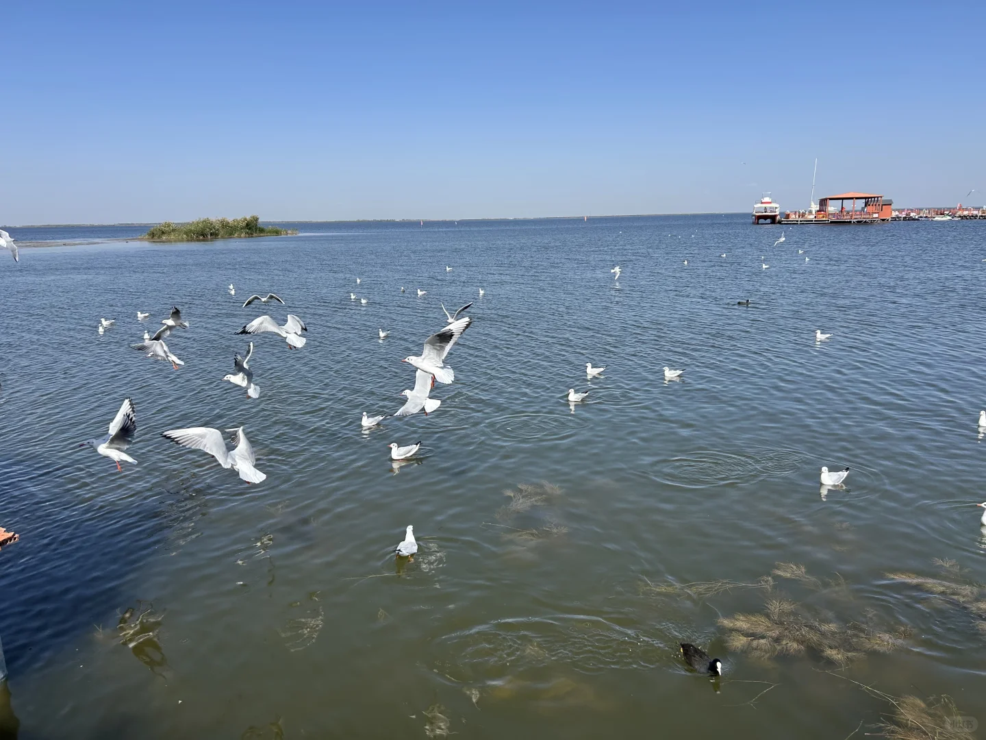 乌梁素海(内蒙·巴彦淖尔·乌拉特前旗)