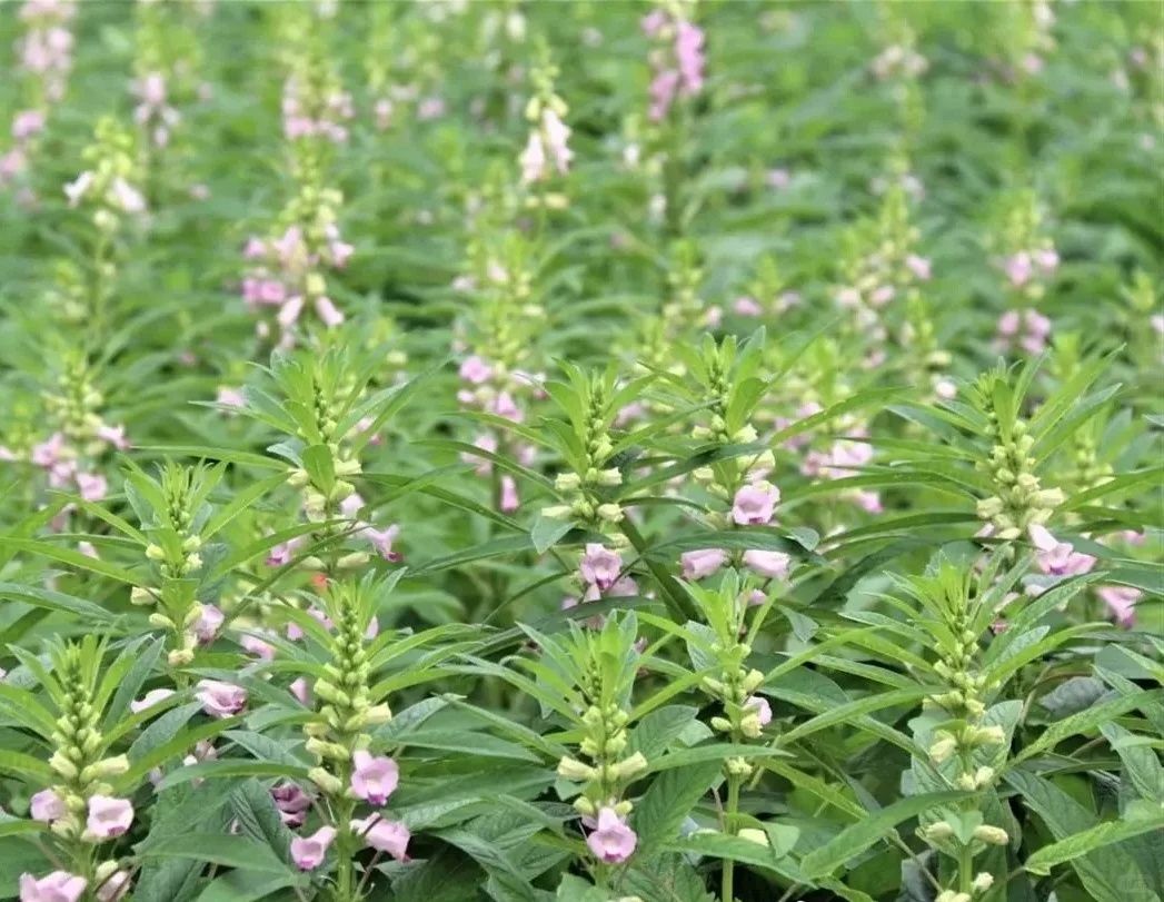 观赏经济作物的价值