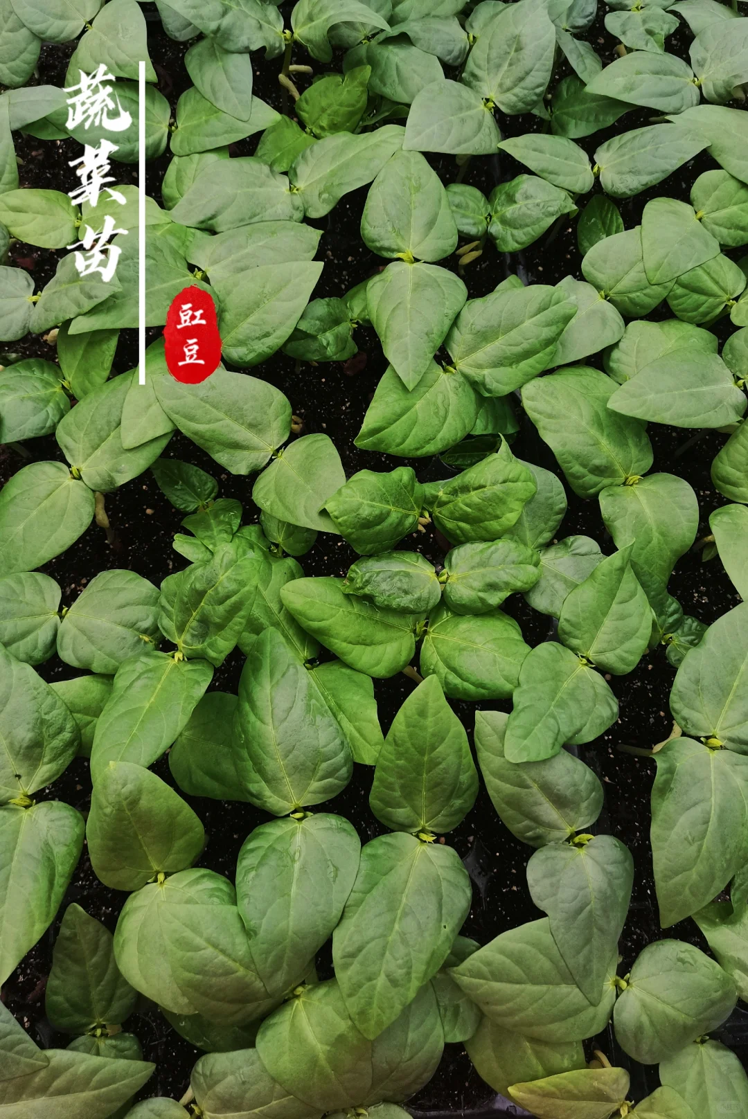 蔬菜苗合集，蔬菜种子播种十天后的样子！