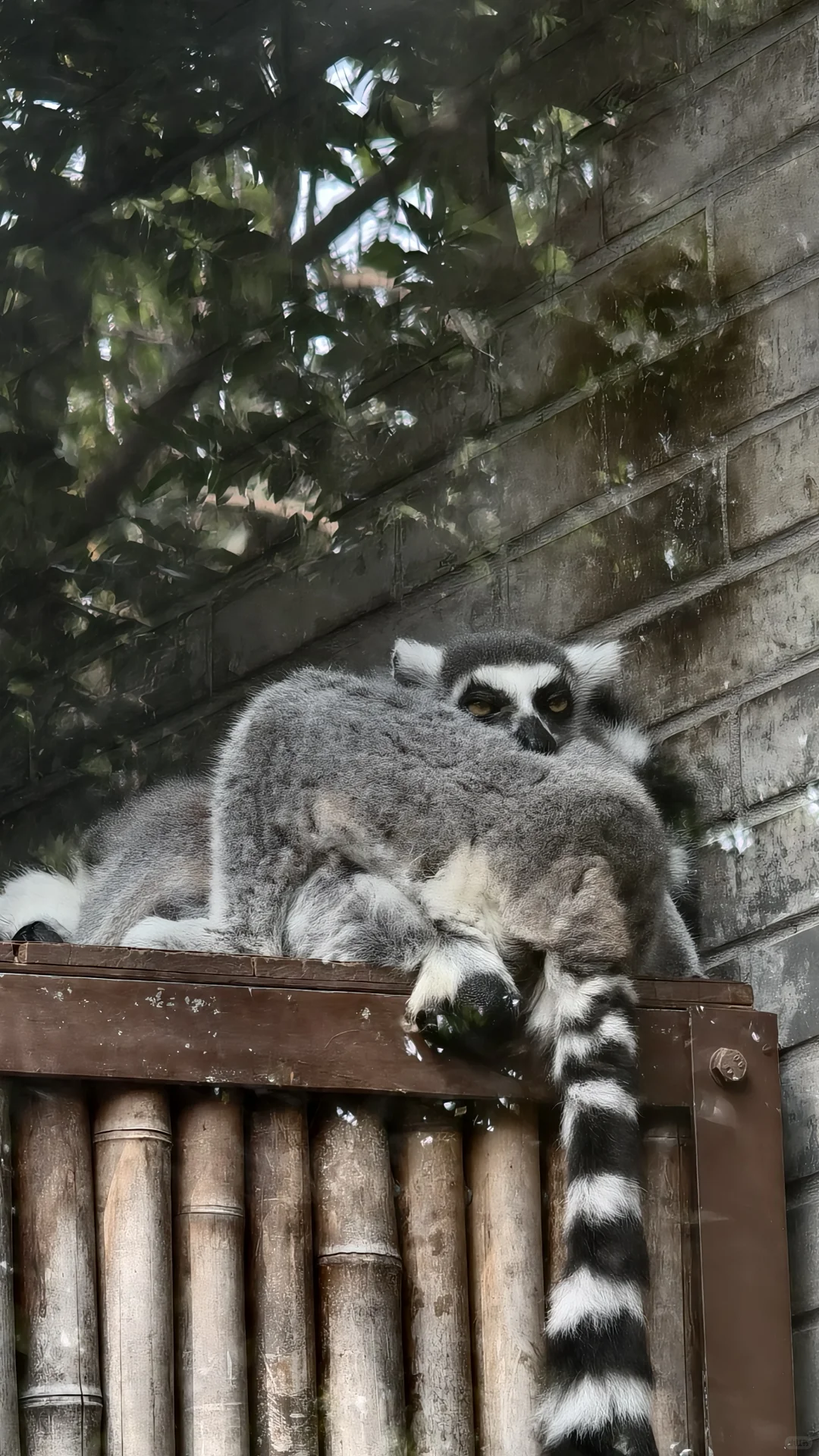 特种兵之杭州动物园