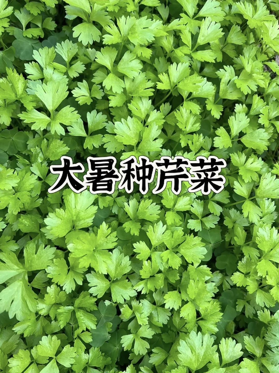 种菜时间表！