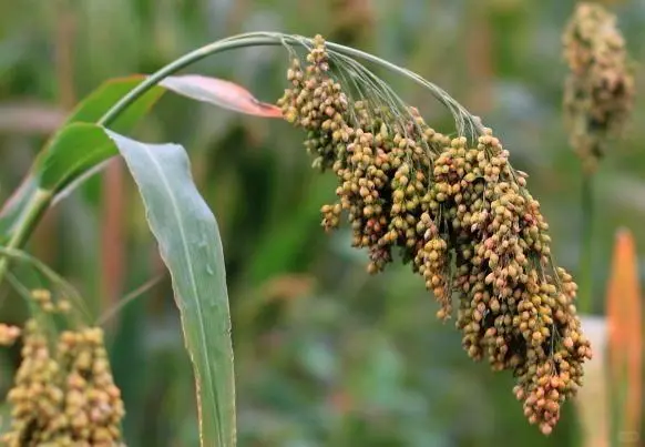 五谷不分的来认五谷