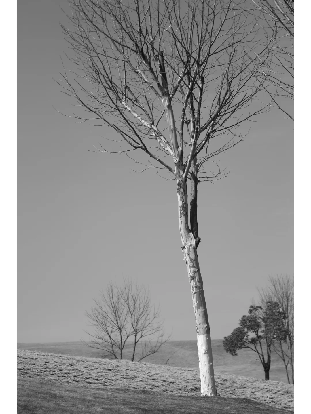 柯达EKTAR 100 3.5二代旁轴镜头,稀土玻璃