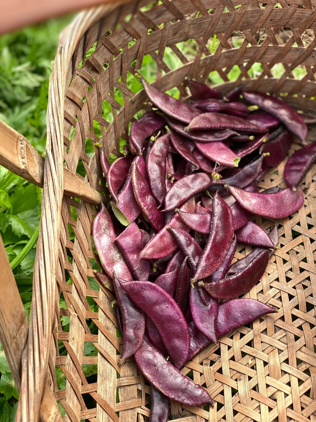 去田里买菜这件事太有情绪价值啦❤️☀️?