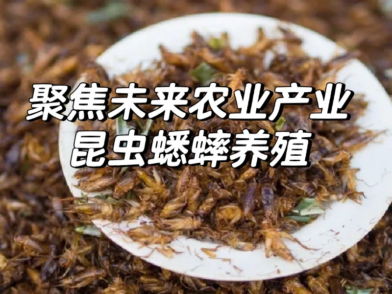 未来农业产业|昆虫蟋蟀养殖