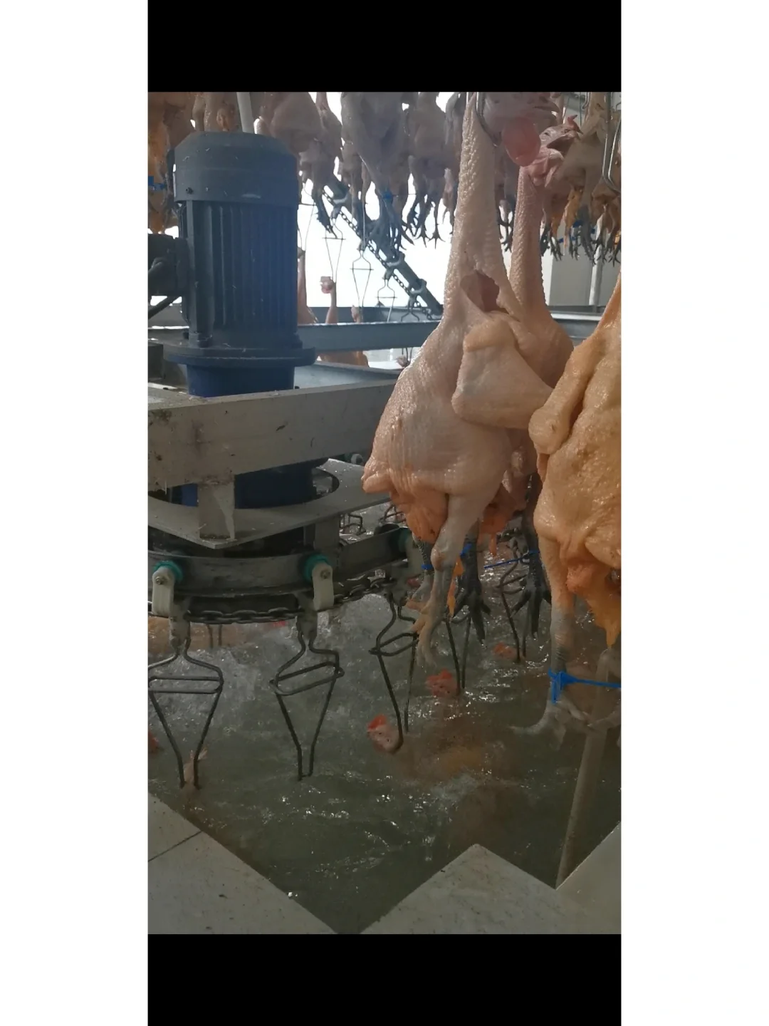 欢迎参观马杨屠宰厂,欢迎采购滇哥鸡!