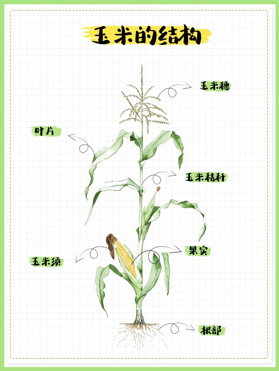 【科普图鉴·玉米】每天收获新知识❗