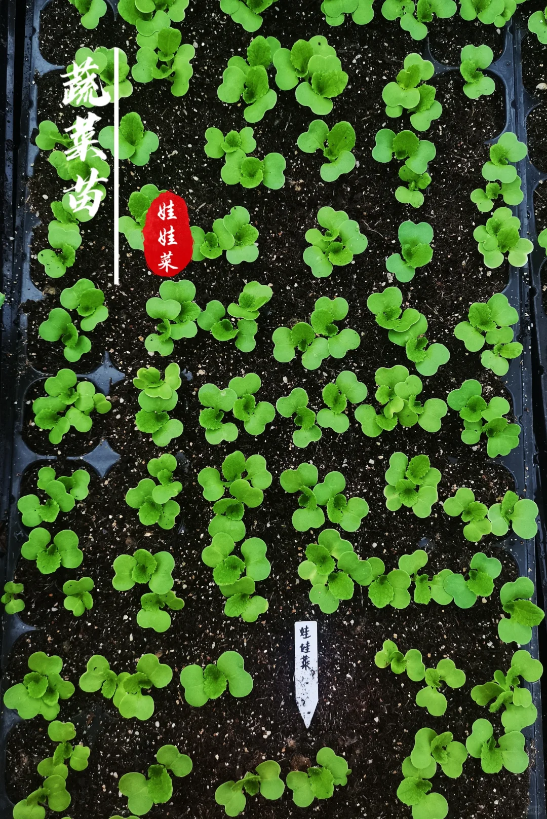 蔬菜苗合集，蔬菜种子播种十天后的样子！