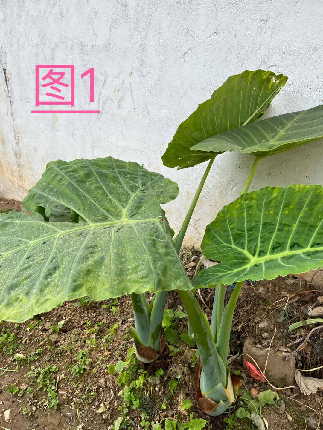 你能认识几种蔬菜呢，我反正没有认全