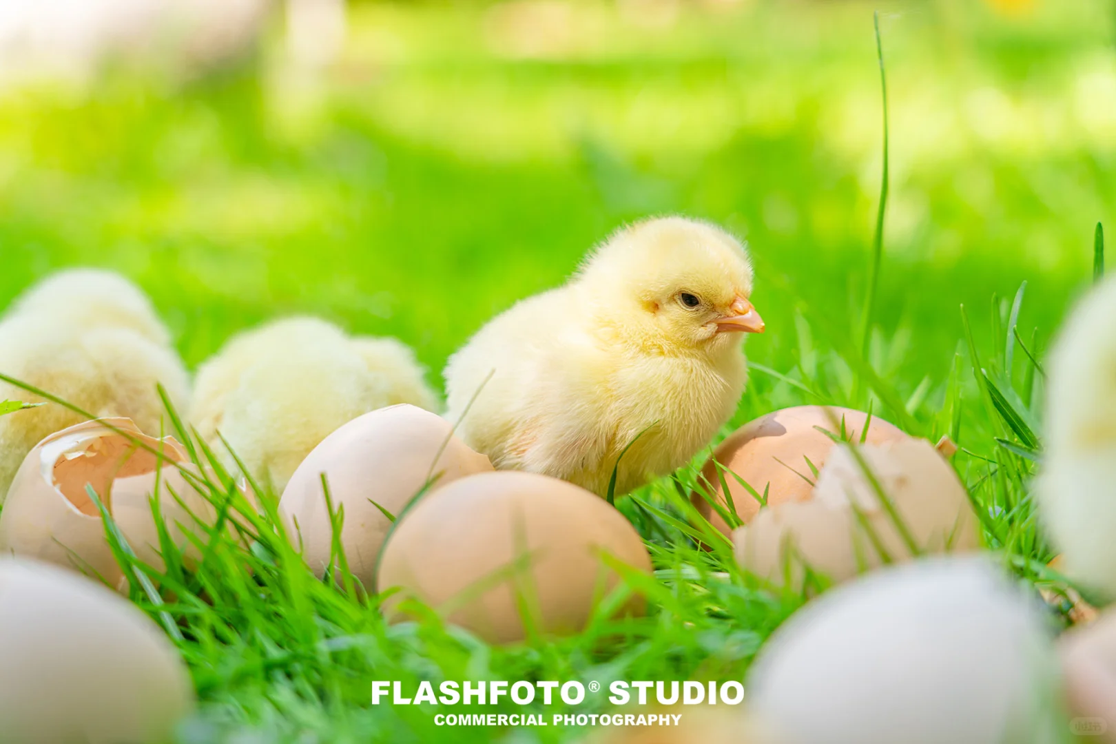 畜牧业商业拍摄|高级感