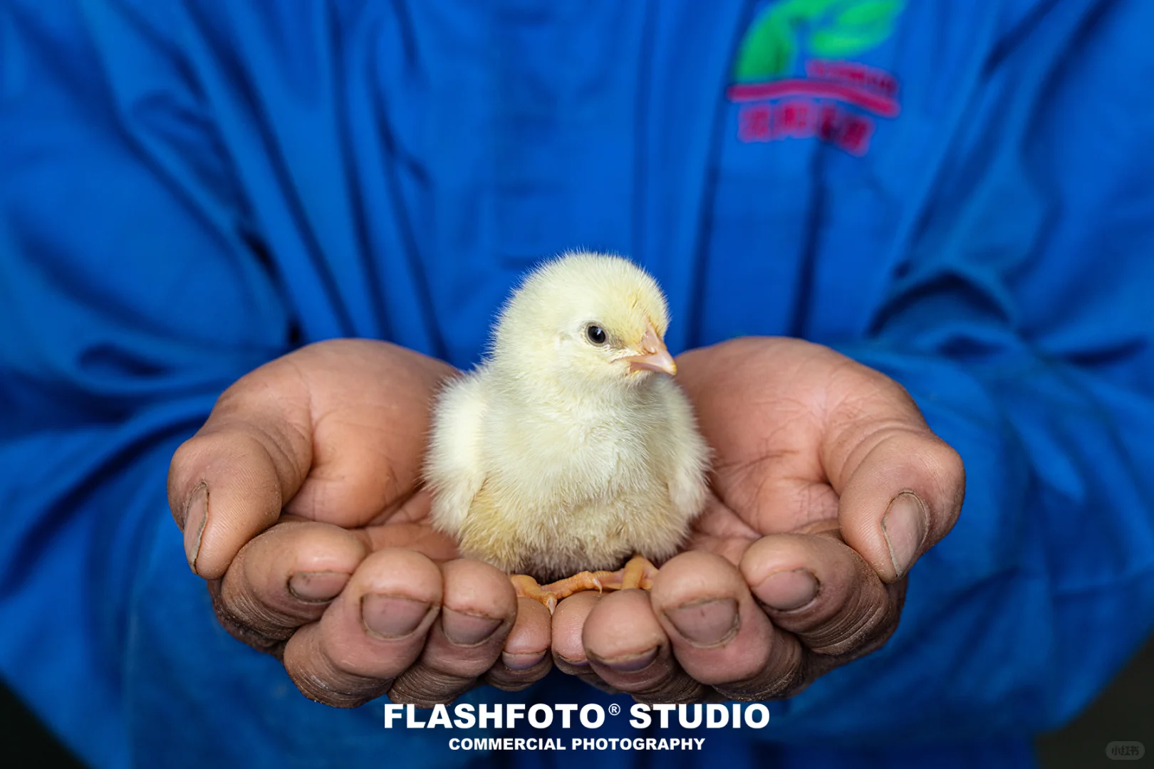 畜牧业商业拍摄|高级感