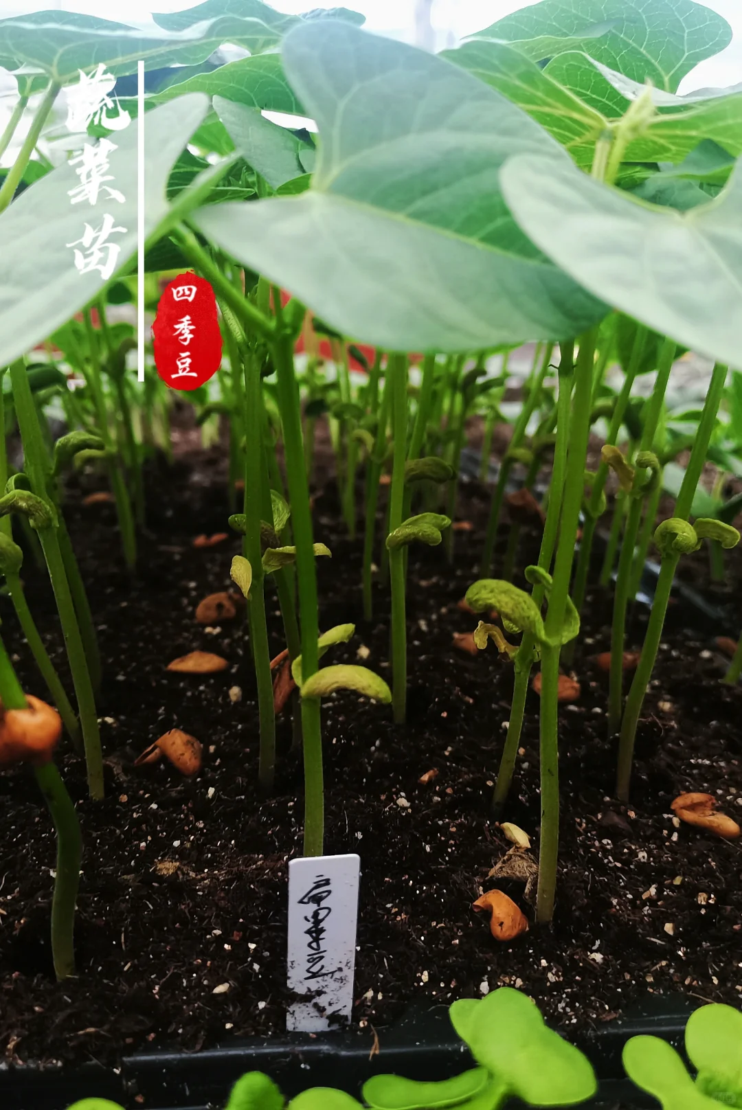 蔬菜苗合集，蔬菜种子播种十天后的样子！