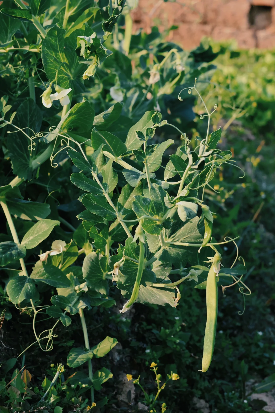 “15”「关于菜园治愈的文案」