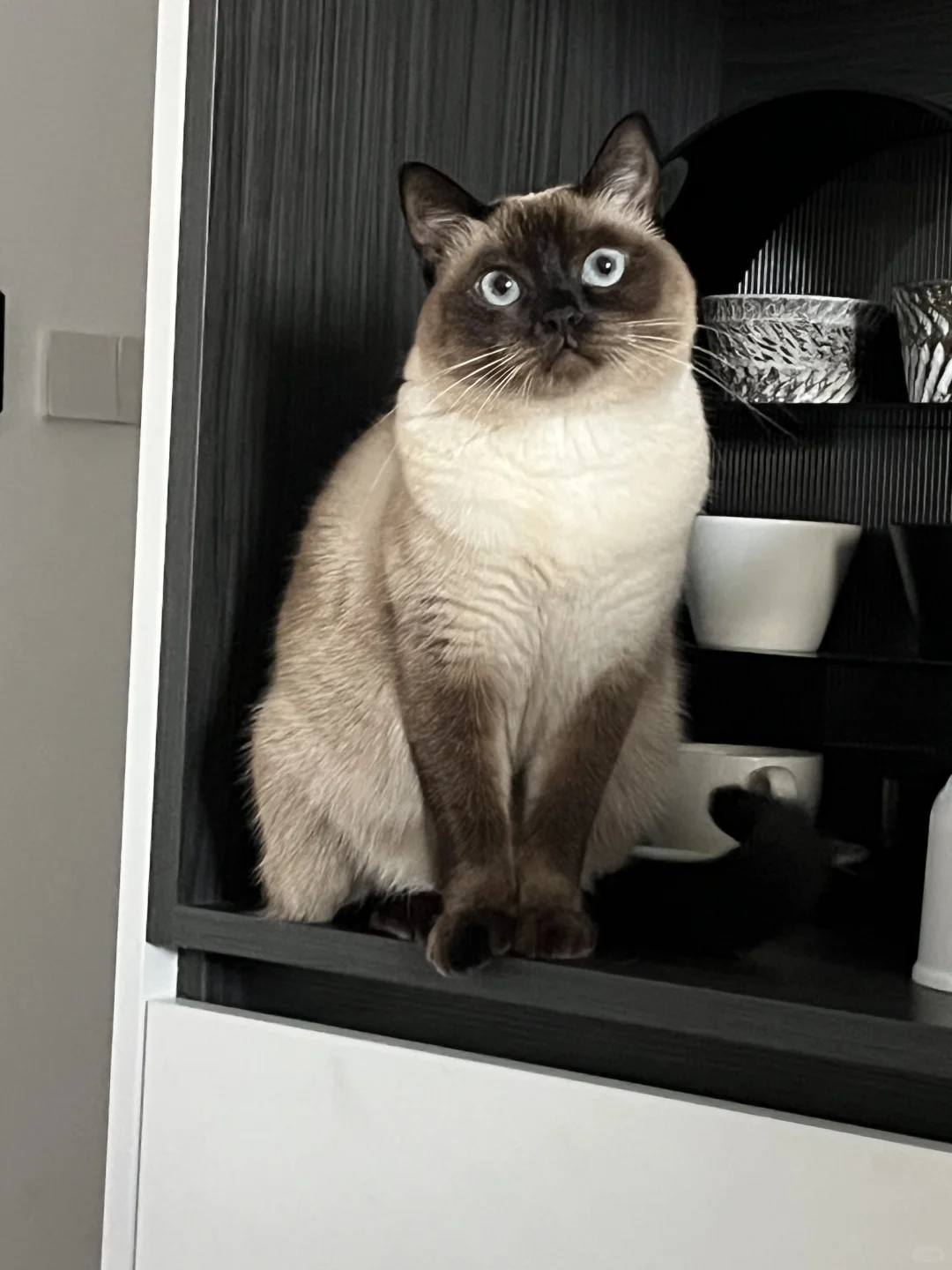 这烘焙猫粮的细糠我是品了又品