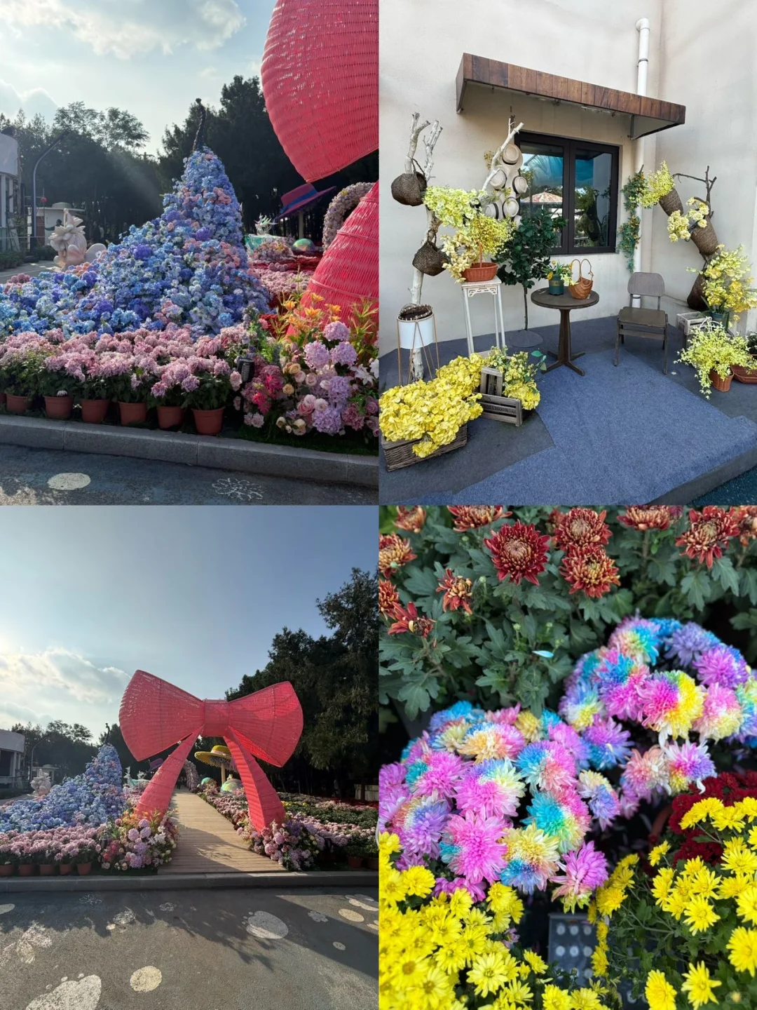 开封菊展｜白天黑夜拍照都封神?