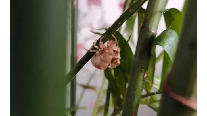 济南一村庄养知了猴预计年收入340万