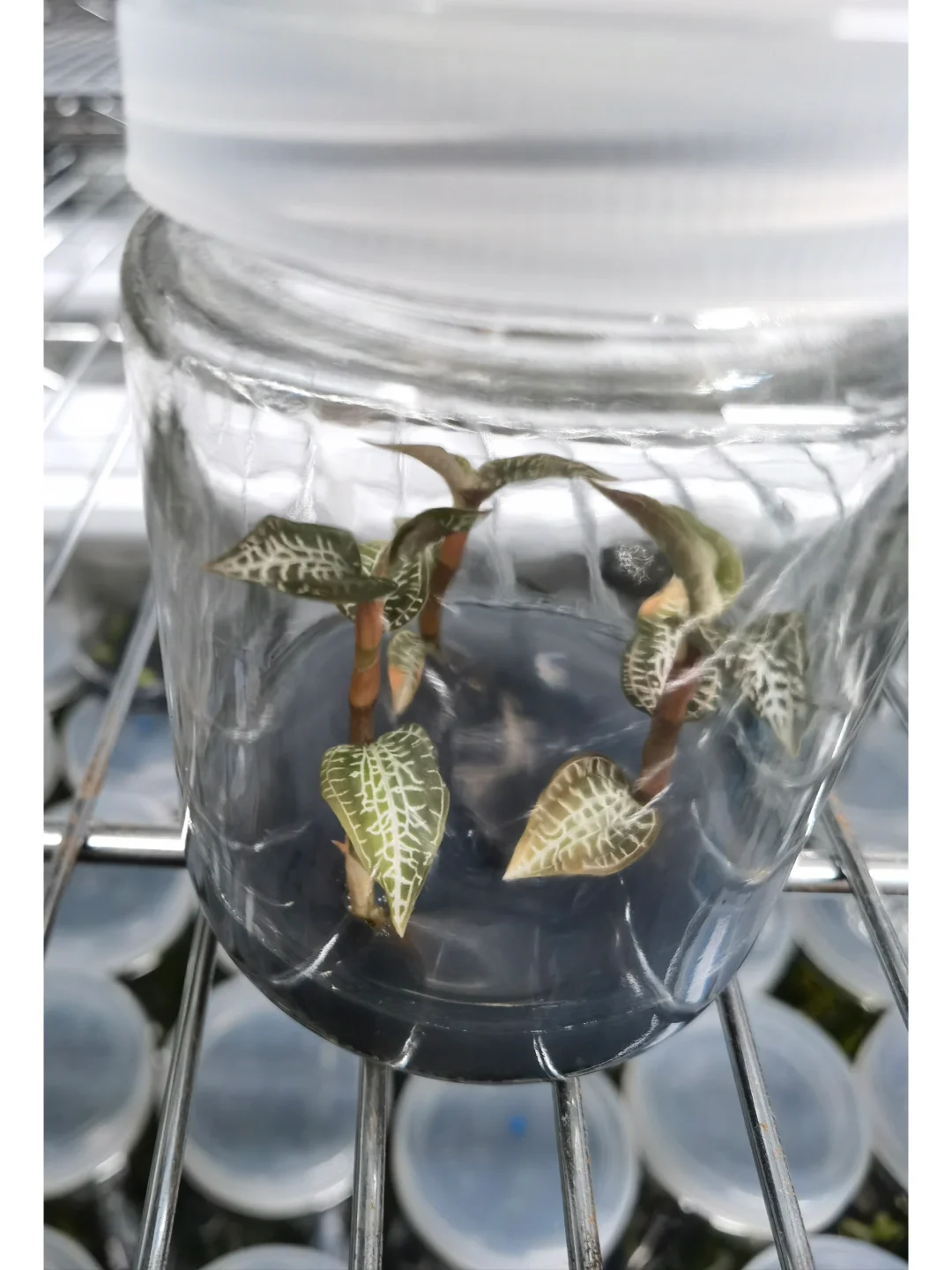 兰花里唯一观叶类型-宝石兰