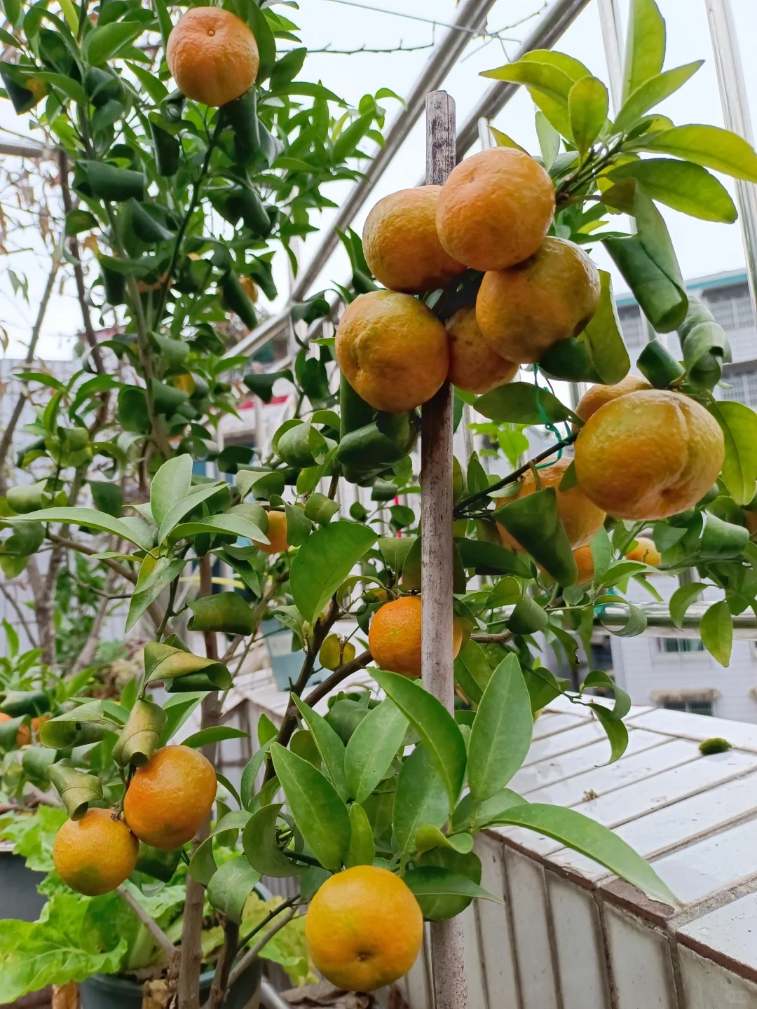 属于自己的小自然世界～我的楼顶果园