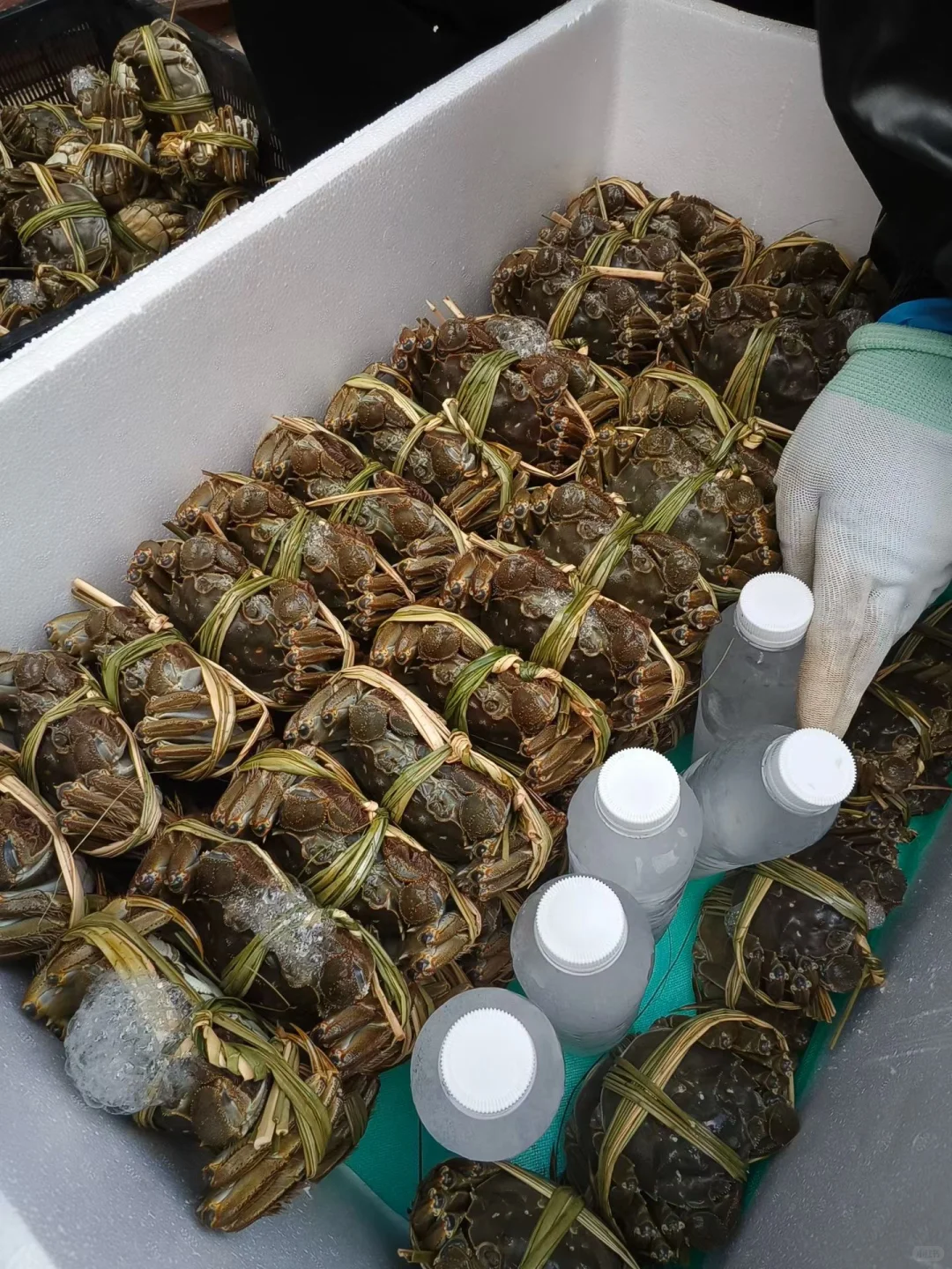 鲜活水产航空运输指南