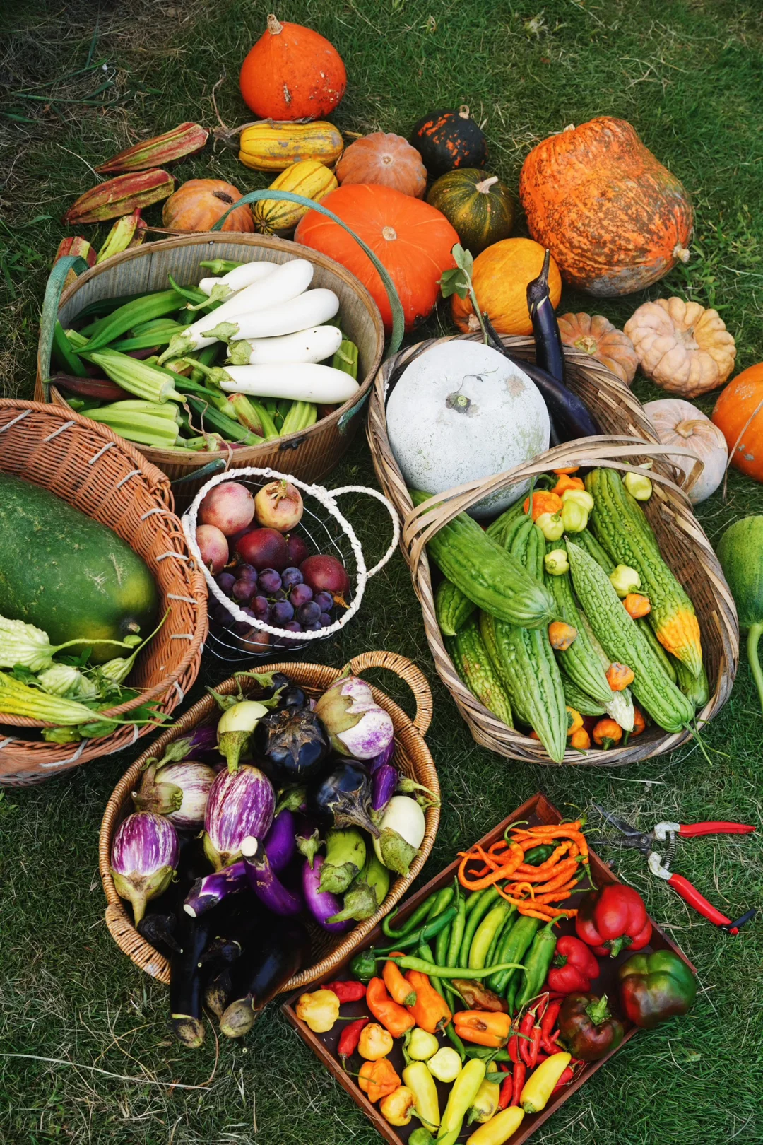 夏季的菜园就是最好的调色盘?