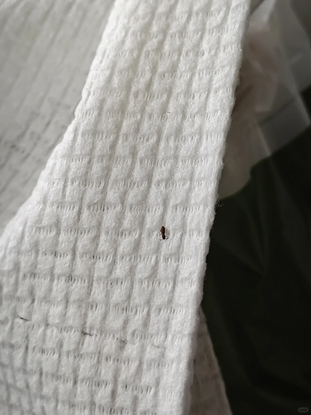 抛开是再生纤维还是棉花，你给我上虫子是