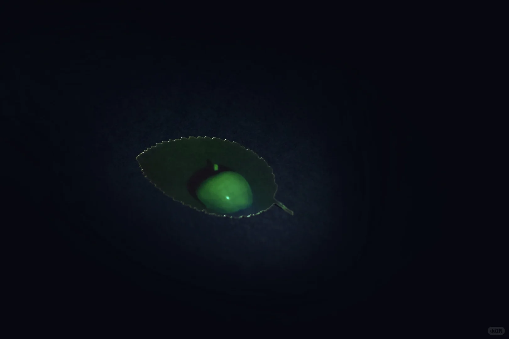 全息艺术实验室的《显籽图》 ，2023年