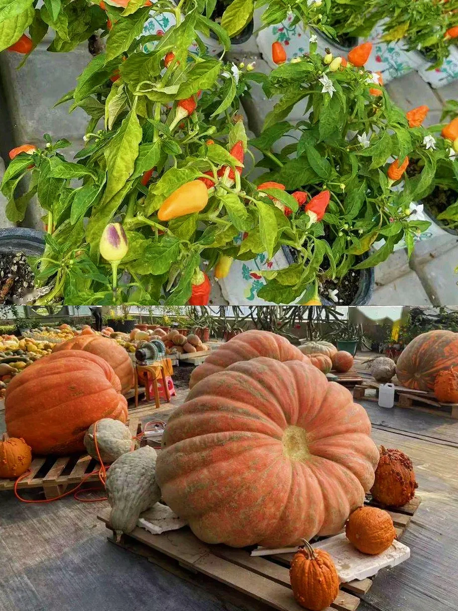 妈耶?最讨厌的蔬菜拍成了纪录片?‼️