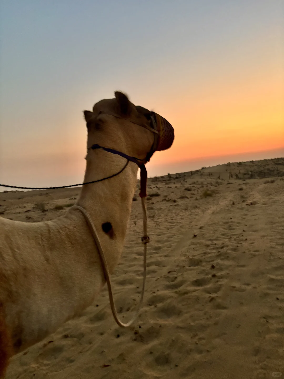 短剧《我在中东当王子》?️