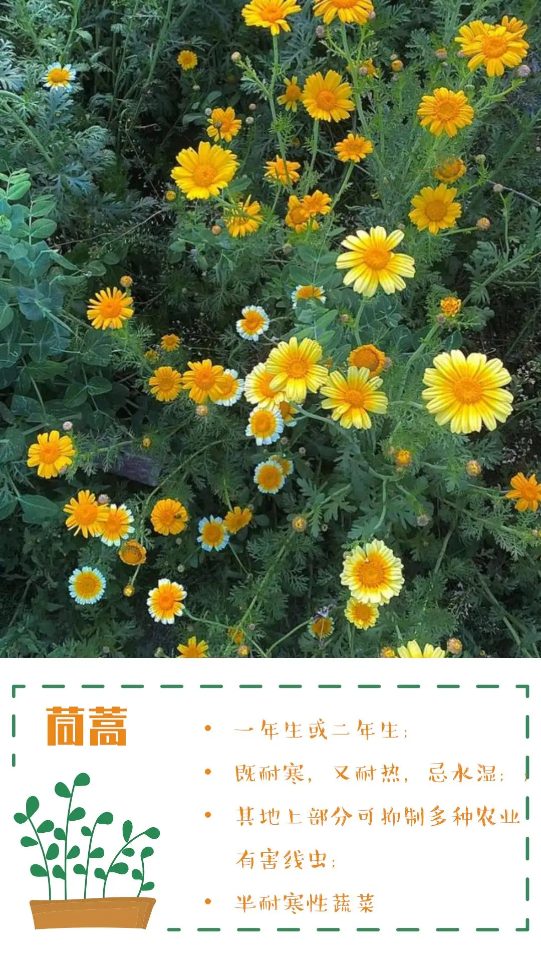 可食花园不可缺少的高颜值蔬菜