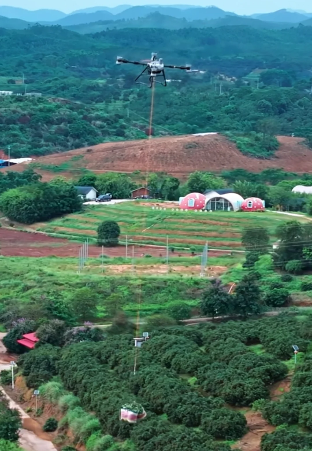 【地理热点】荔枝坐无人机下山?怒省80%