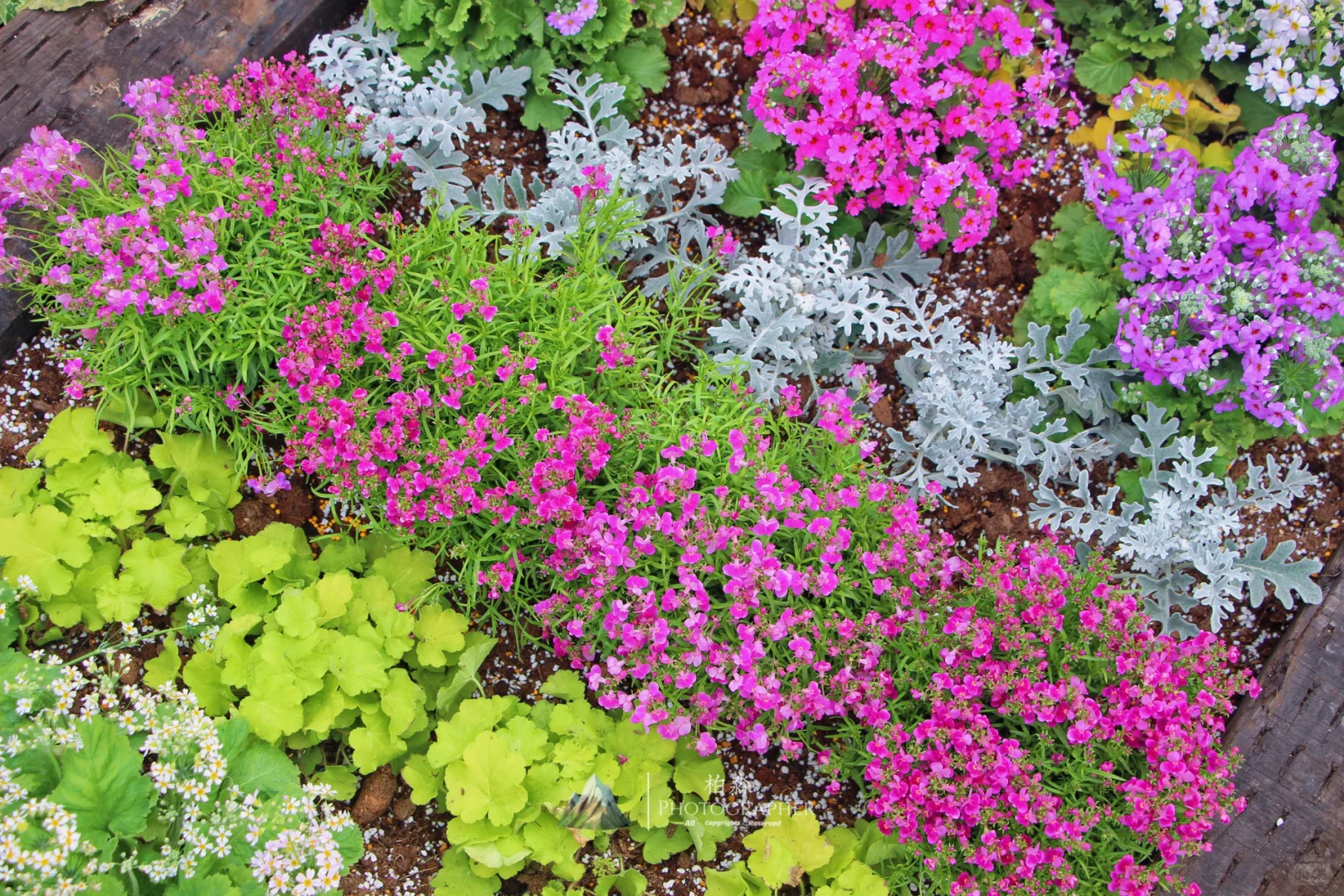 谁看了都会来一句,你这菜园的年味太冲了!