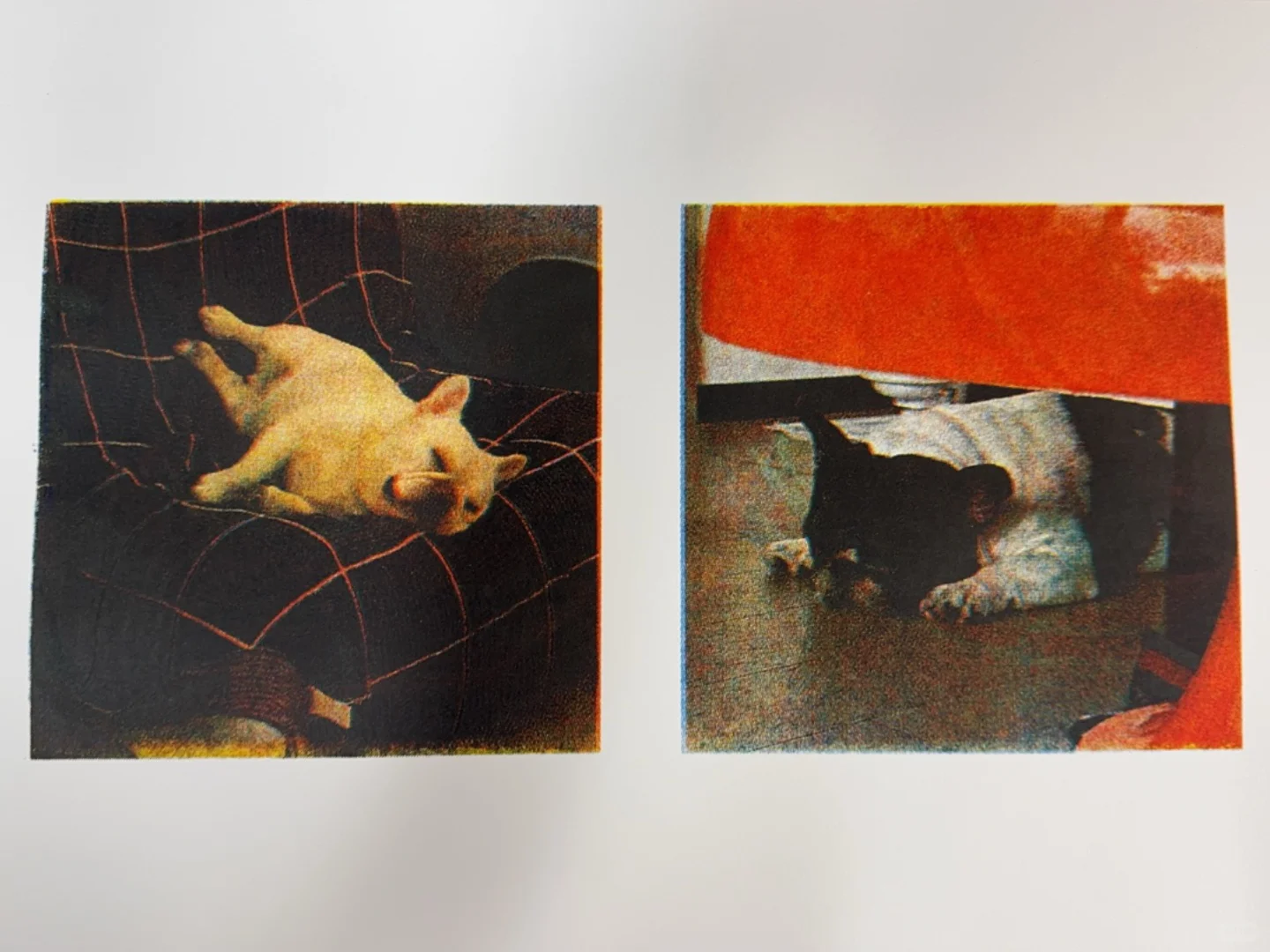 这照片的质感是自己能印出来的?！？