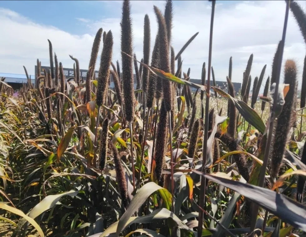 观赏经济作物的价值