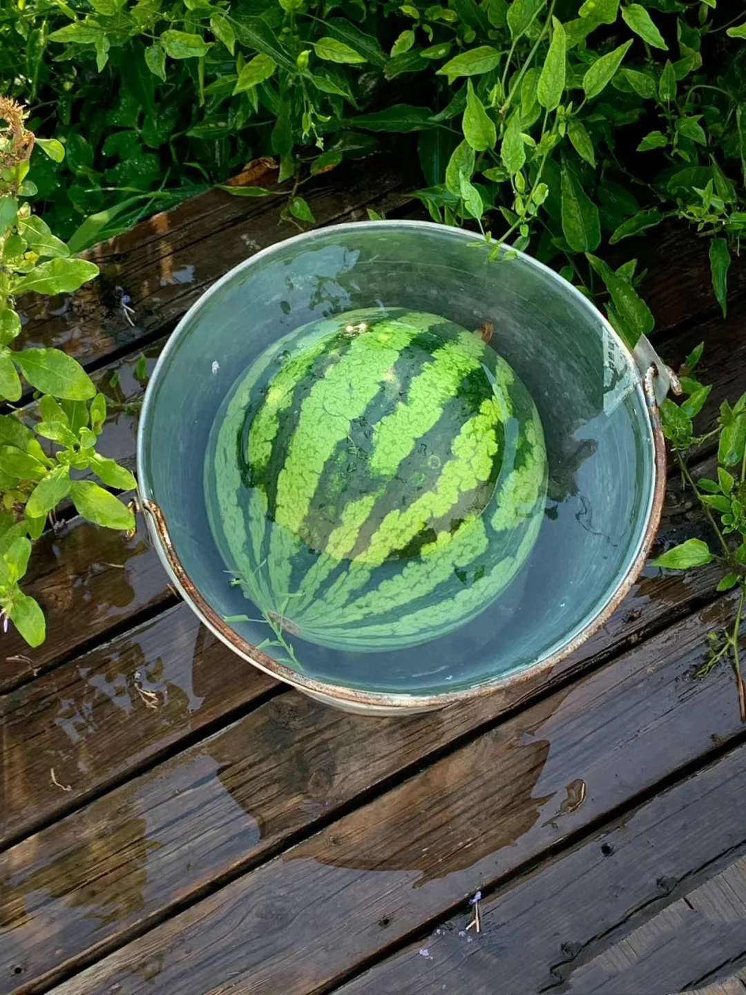 田园治愈系｜采摘是心情，收获是快乐