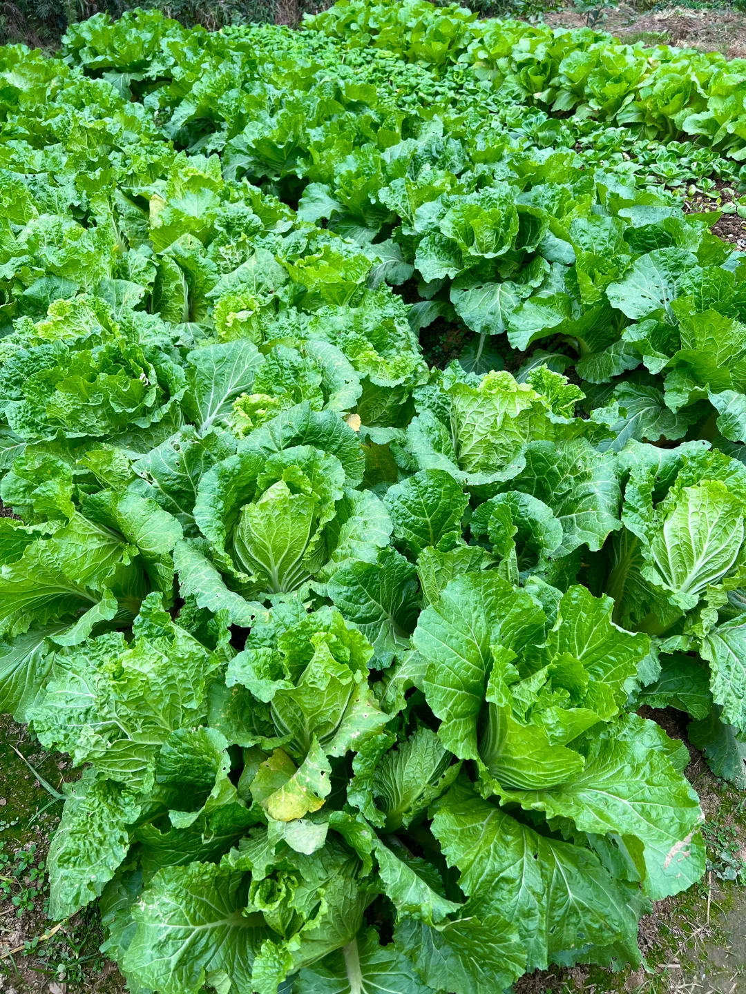 ?补上篇放不下图的冬季蔬菜?