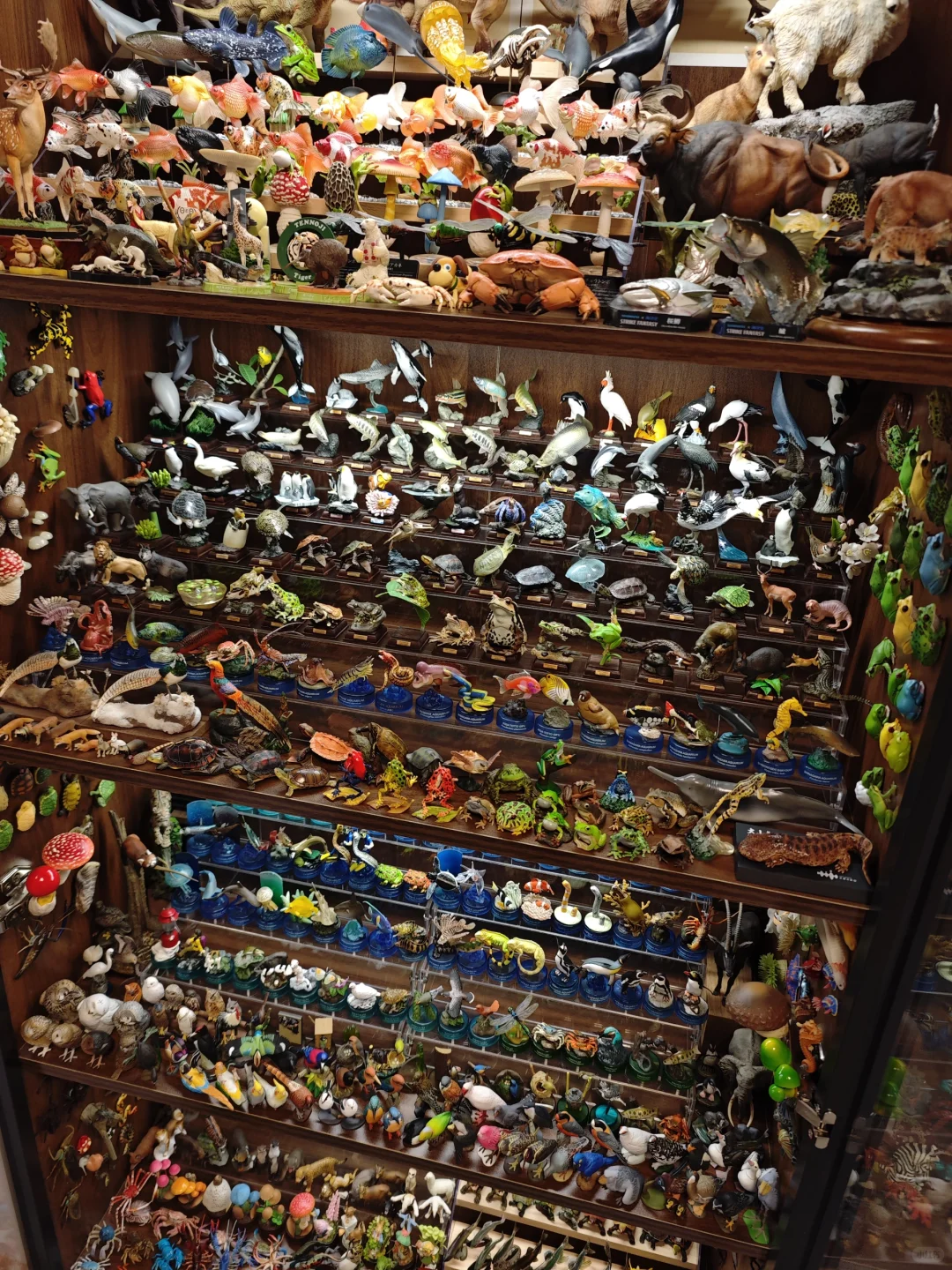 如何在家中拥有一个动物世界?