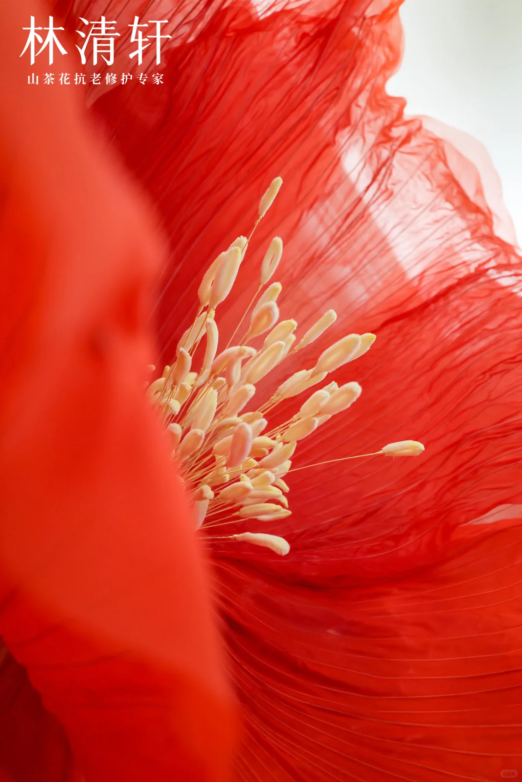 灵动｜巨物山茶花装置｜北京丽思卡尔顿酒店