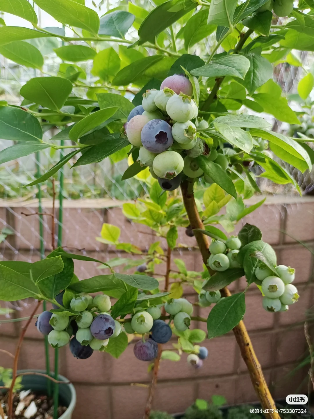 属于自己的小自然世界～我的楼顶果园