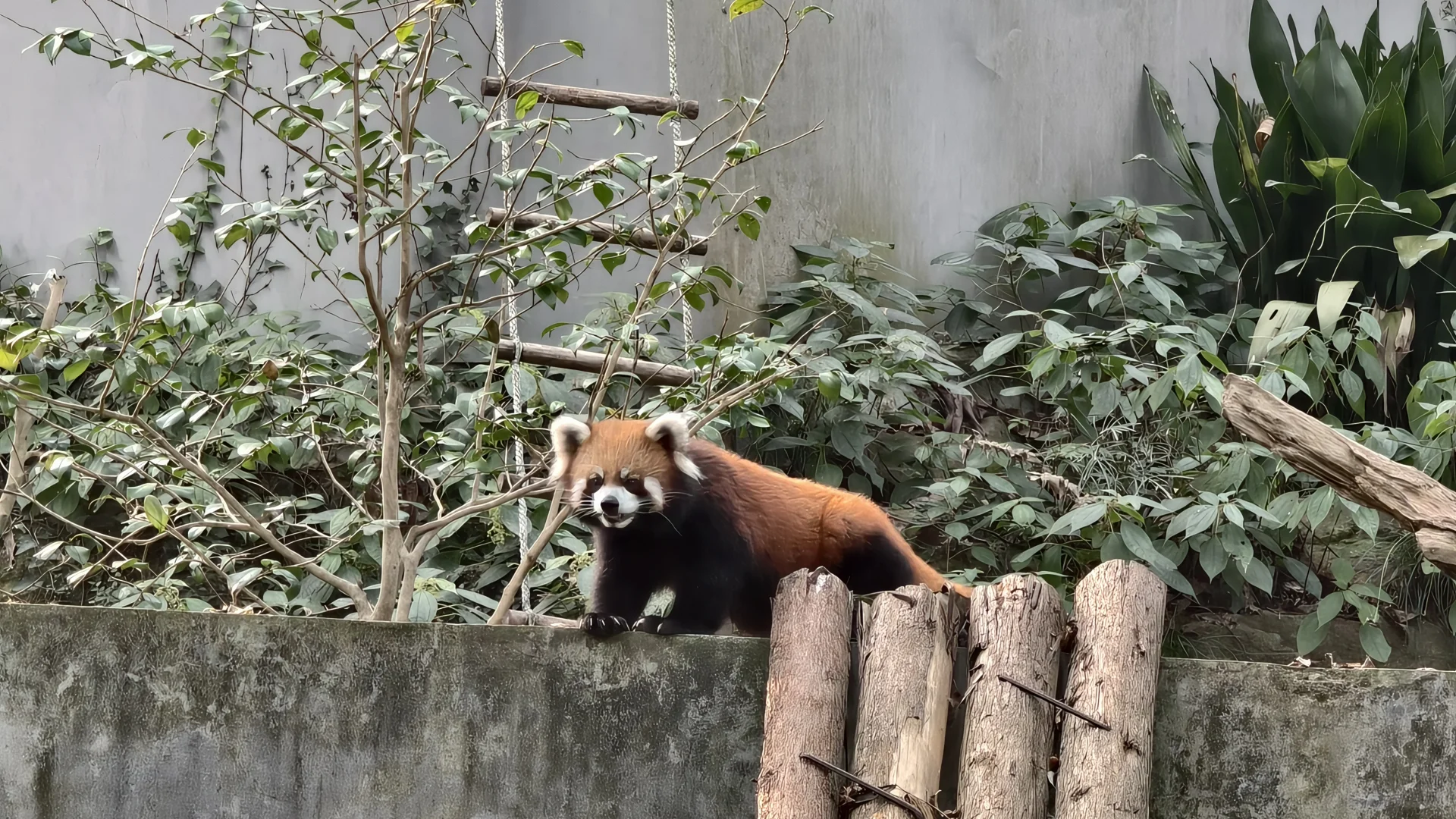 特种兵之杭州动物园