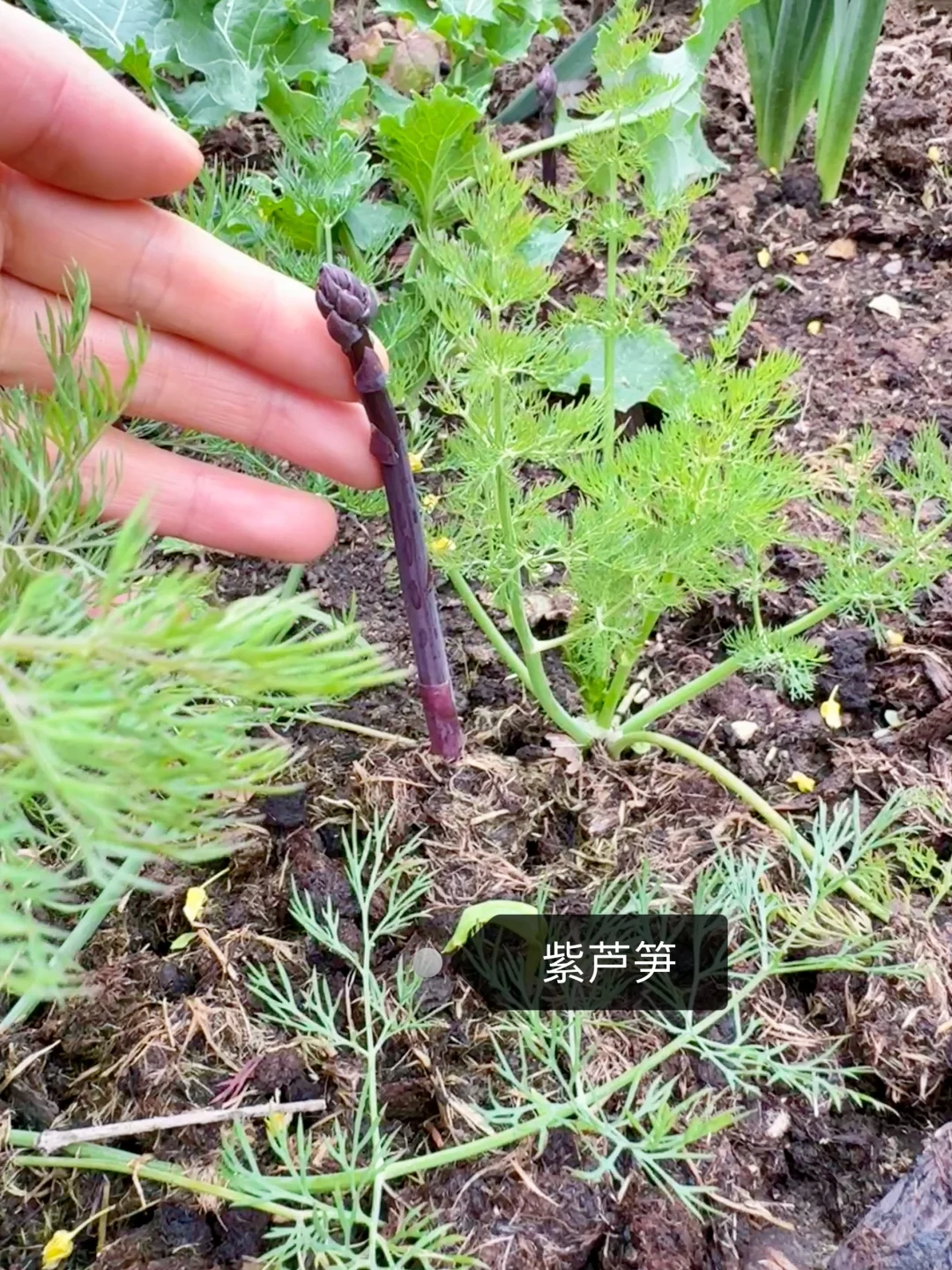 刷到什么学什么吧，教你认菜?